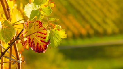 Weinberge Weinreben Weintrauben im Schwarzwald nähe Offenburg Ortenaukreis