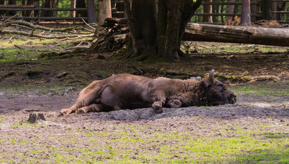 Żubry, Zagroda pokazowa, Woliński Park Narodowy, Międzyzdroje © Konrad Kerker