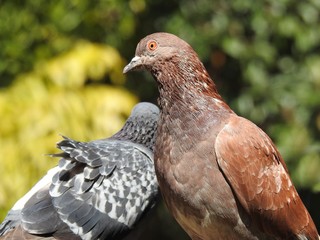 Close-up of two pigeons in a park with vegetation in the blurred background. Sunny winter day.