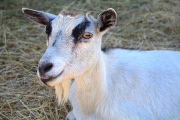 Fototapeta premium farm animal goat barn straw farming livestock agriculture