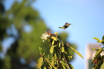 Hummingbird