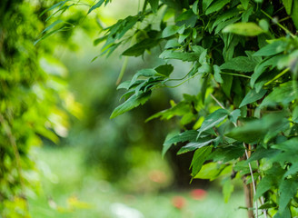 Fototapeta na wymiar Natural green leaves in the garden and beautiful bokeh on the background.Climbing plants.