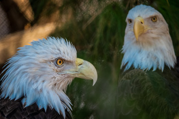 bald eagle
