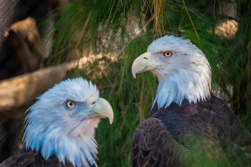 bald eagle