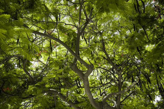 branches of green tree