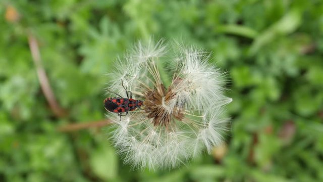 red firebug on dandelion with seeds. close up shot with shallow depth of field