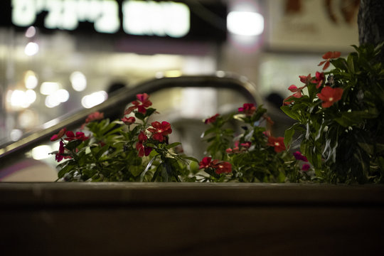flowers on evening street