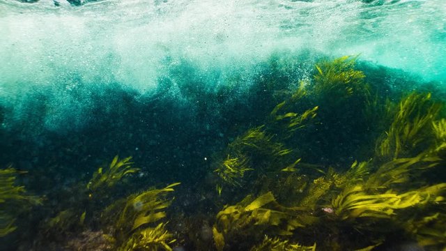 Cinemagraph of ocean wave and plankton seaweed
