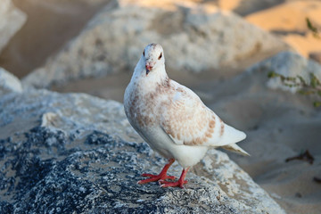 pigeon