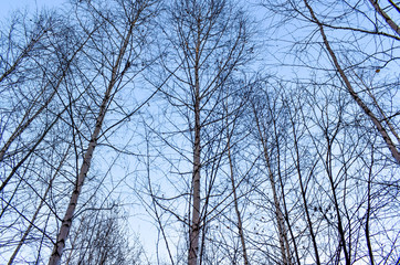 Tops of the trees look at the sky. View from below. Bare tree branches against the sky. Birch trees in winter.