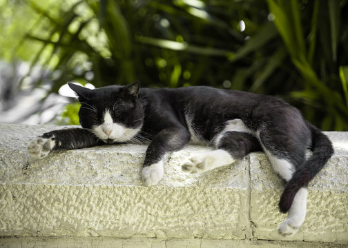 cat on the stone