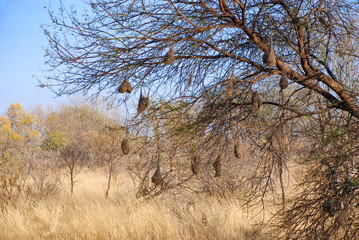 Weaver Bird nests in a tree in Limpopo Province, South Africa