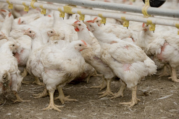 Chicken. Poultry. Chicklets. Chickenbarn. Farming