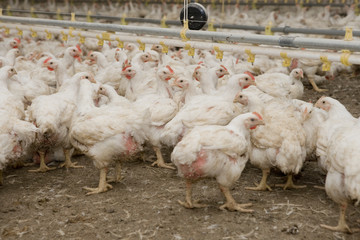 Chicken. Poultry. Chicklets. Chickenbarn. Farming