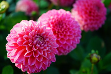 Perfection of pink dahlia flowers