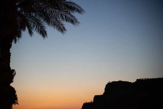 silhouette of palm tree at sunset