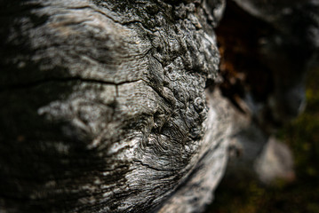 Old tree texture backgroun shoot on the forest
