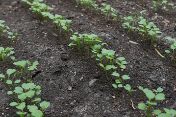 Young sprouts of plants at spring garden.