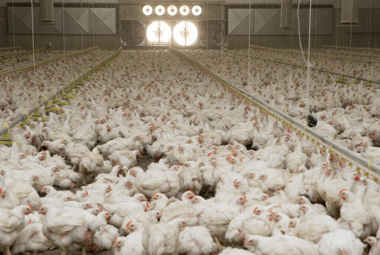 Chicken. Poultry. Chicklets. Chickenbarn. Farming