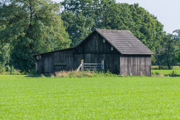 Obraz premium An old wooden barn in the middle of a field with green meadow in the foreground
