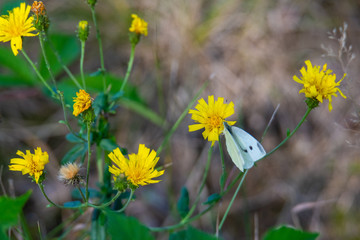 a cabbage white butterfly on  a yellow blossom with green background