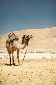 camel in the desert