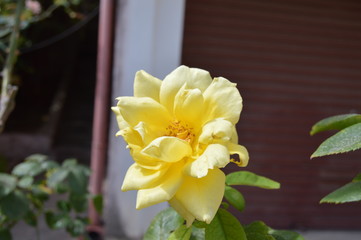 A wide opened yellow rose