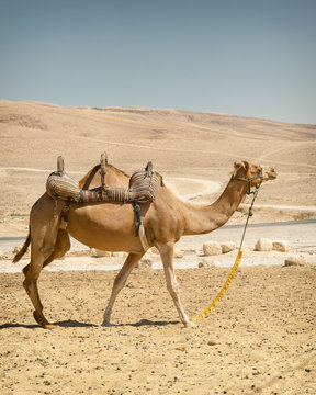 camel in the desert