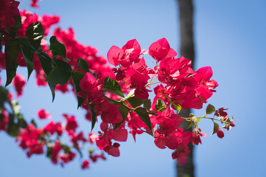 flowers of tree