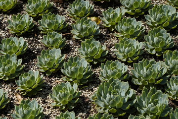 Obraz premium succulents grow as a group in the open ground or in flower pot. Sempervivum tectorum. Common Houseleek in the spring soil. Alpine slide evergreen, frost-resistant perennial plant.