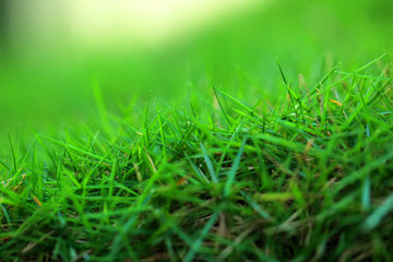 close-up of green grass plants thrives in spring