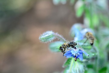 A bee on blue borage flowers in nature with copy space