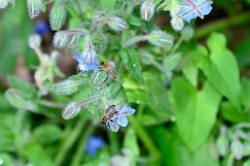 Bees on blue borage flowers in nature