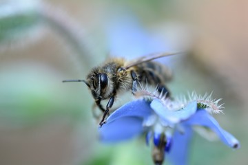 One bee  sits  on blue borage flowers in nature