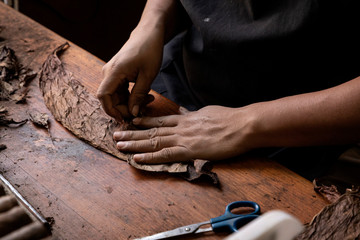 Man hands making cigars.