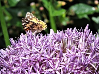 butterfly on a flower