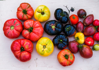 Colorful organic heirloom tomatoes