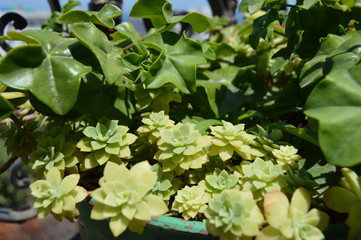 A shrub of green succulent plants