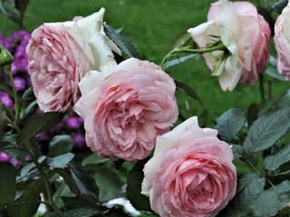 pink roses  in the garden