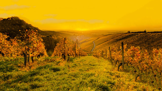 Weinberge Weinreben Weintrauben im Schwarzwald n&auml;he Offenburg Ortenaukreis
