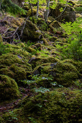 Fototapeta na wymiar Beautifiul colored wild plants growing on rocks near Brandywine falls