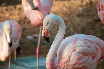 flamant rose