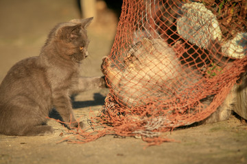 猫島の野良猫たちの生活