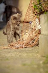 猫島の野良猫たちの生活