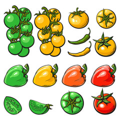 Tomatoes, sweet and chili pepper set of sketch vector illustration isolated.