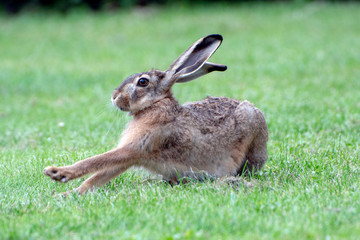Little hare ready to jump after observing threats