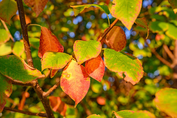Colorful autumn leaves in the evening sunlight.