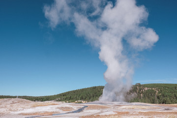 Old Faithful geyser erupting during the summer.