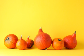Pumpkins on yellow background, space for text