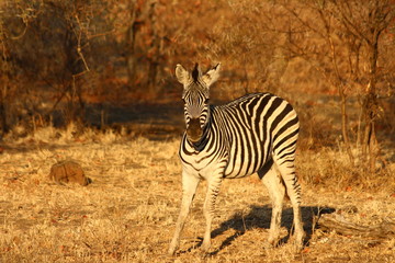 A zebra in the bush!